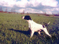Pedigree IPPOCAMPO DEL VENTO Pedigree IPPOCAMPO DEL VENTO